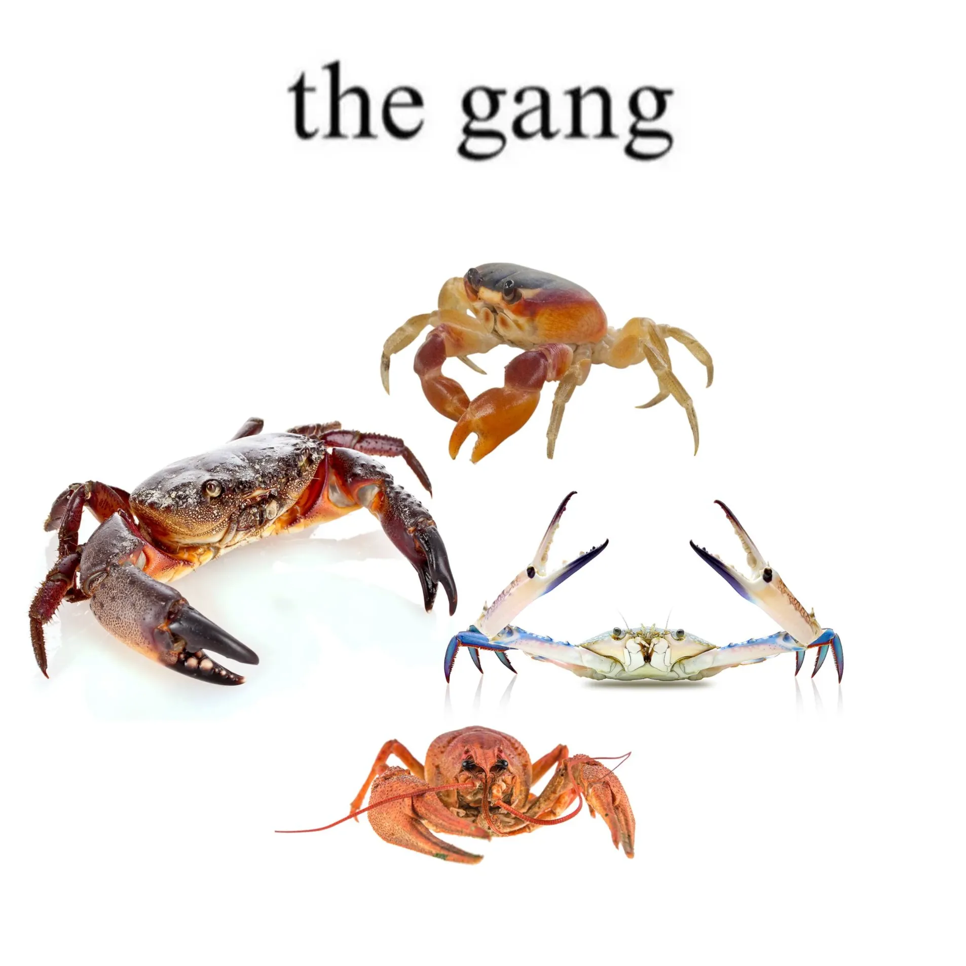 A small orange-clawed crab, a large dark crab, a blue crab with both claws raised, and a red crayfish arranged beneath the caption the gang